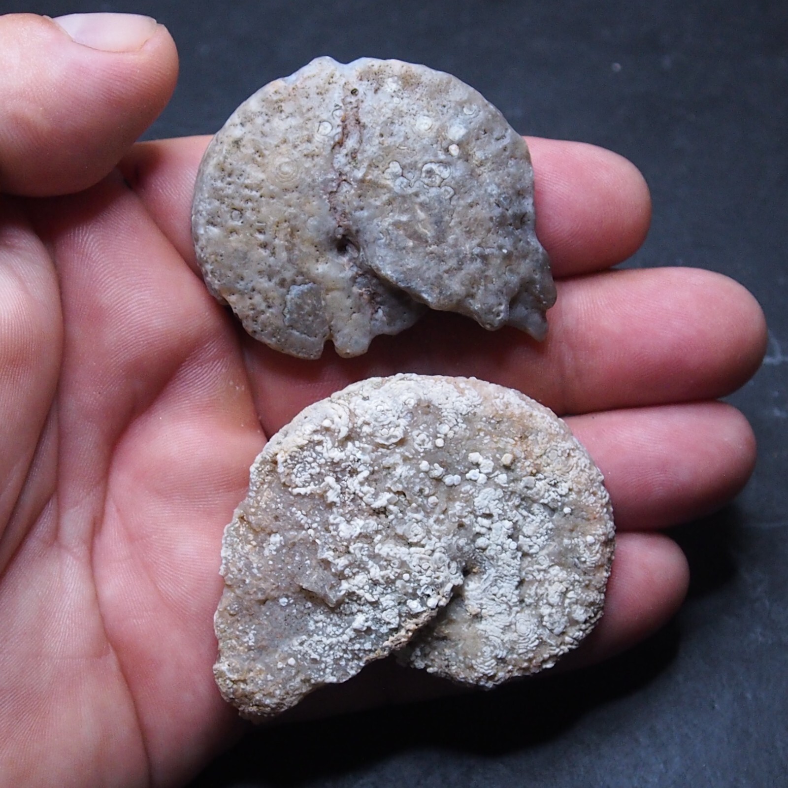 2pcs 62-69mm Ammonite Chalcedony mineral Agate Fossil Ammonite Cretaceous 21