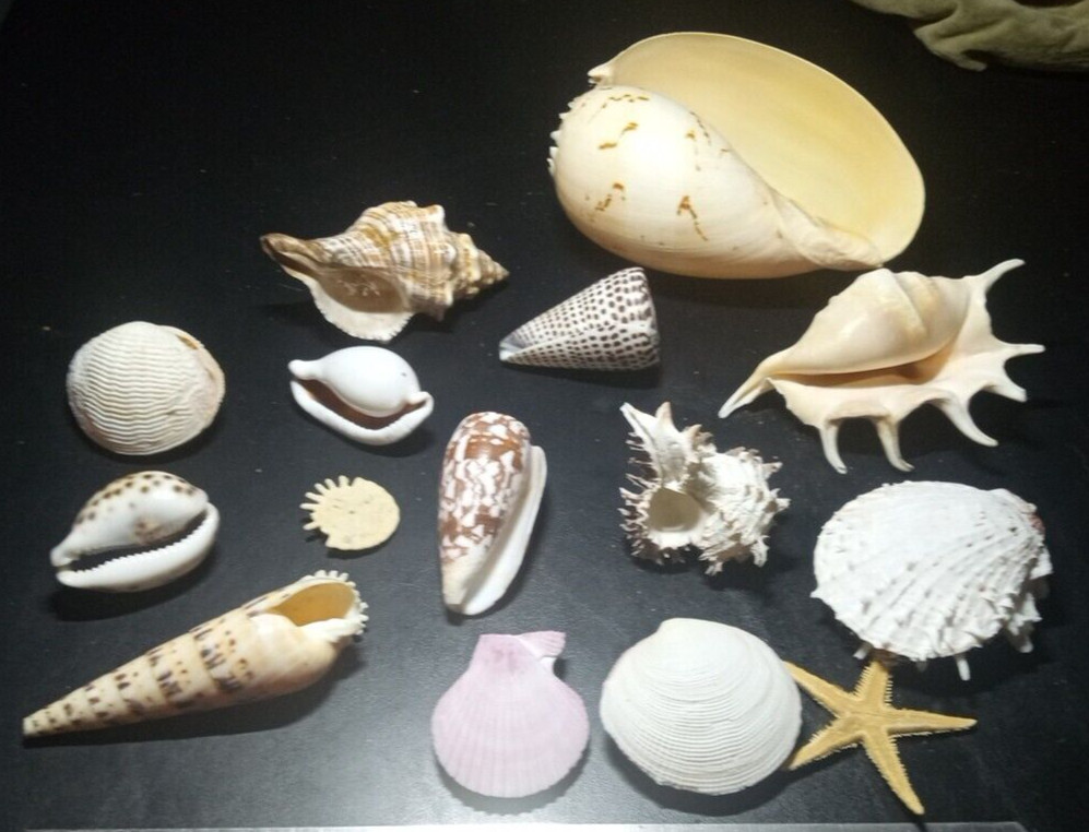 Natural Beach Mixed SeaShells sizes range from approximately 1″ to 7″