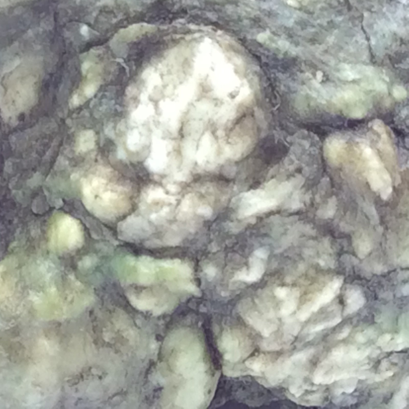 Trinity Alps Botryoidal Jade Stone Green Nephrite Jade Cobble Specimen CA #13