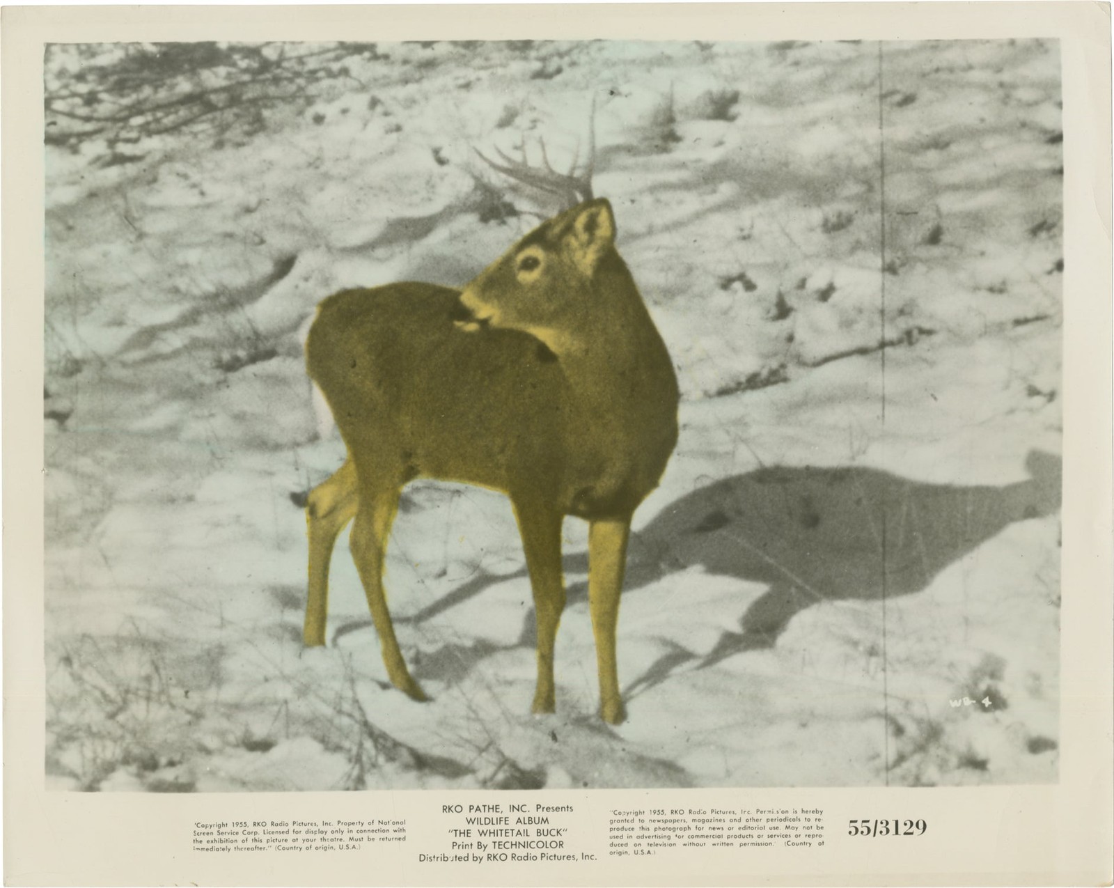 Thomas Mitchell WHITETAIL BUCK Two original photographs from the 1955 #167605