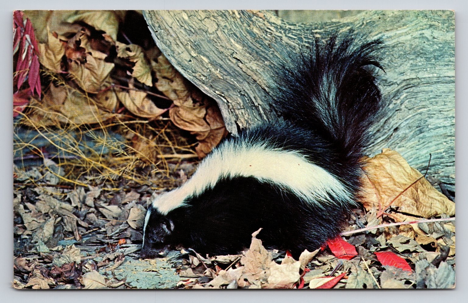 Vintage Photochrome Striped Skunk Nature Press Postcard 1939-Now