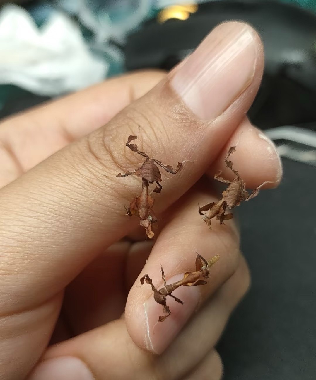 2 SET!!! Ghost Praying Mantis (Phyllocrania paradoxa) L2/L3 LIVE Nymph Pet