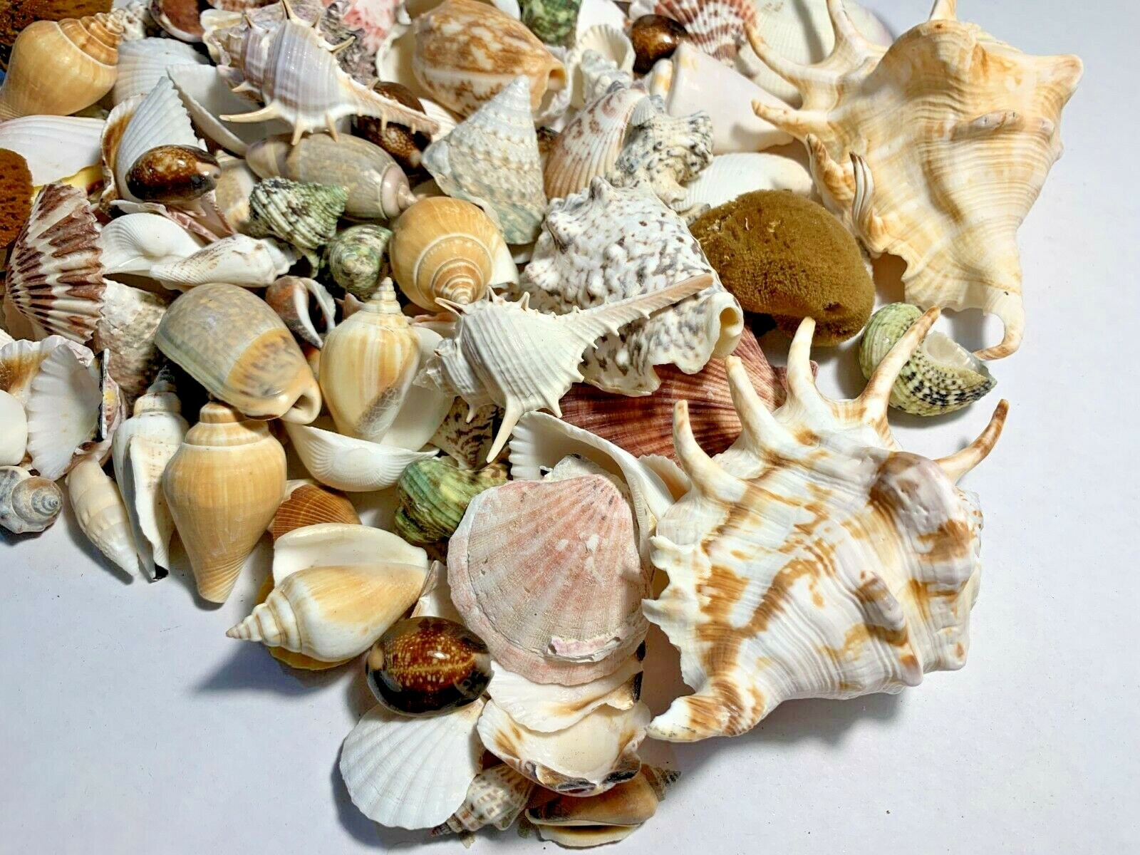 3 lbs. Large Indo Seashells Sea Shells Best Price FREE Ship!