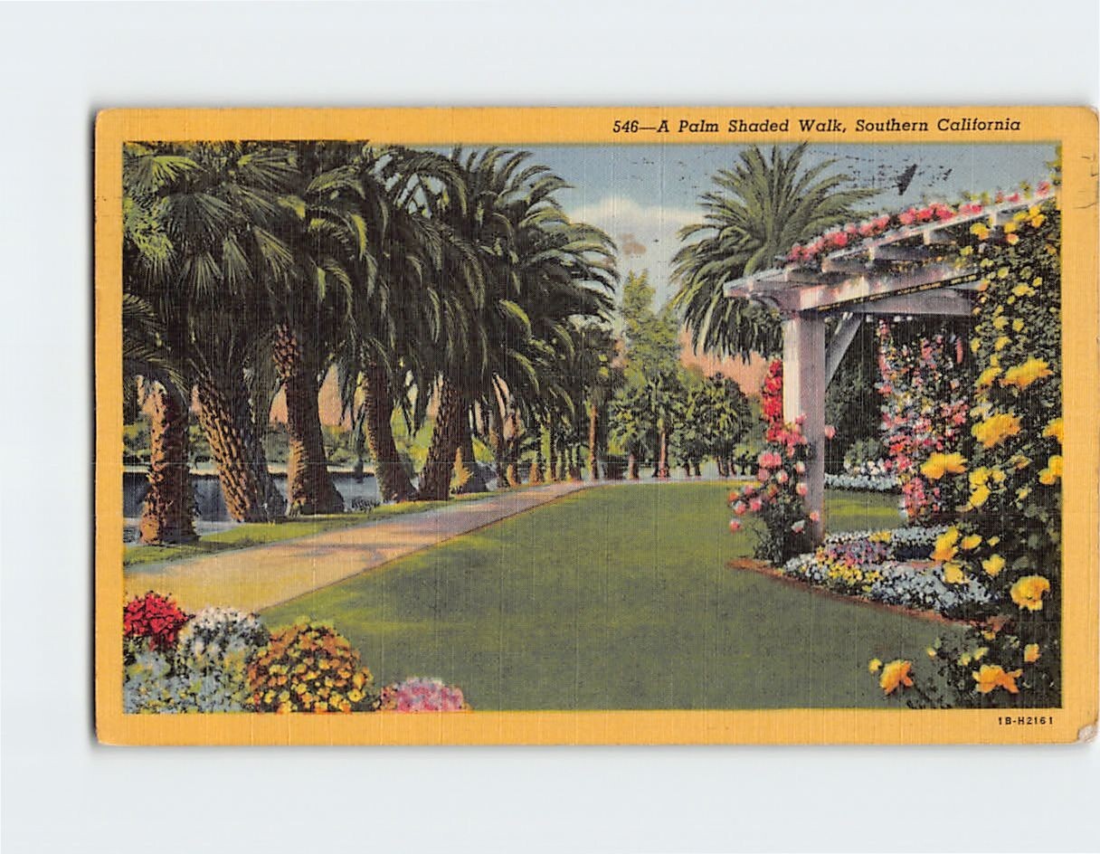 Postcard A Palm Shaded Walk Southern California USA