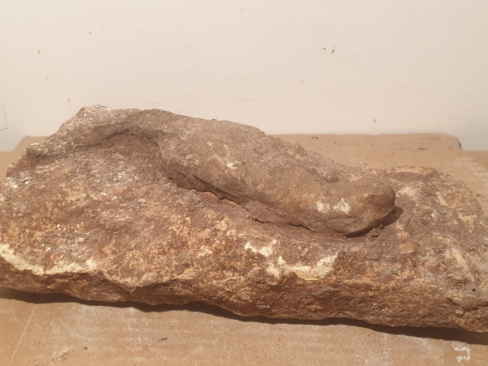 Authentic Prehistoric Fossil Lizard – Rare Reptile Specimen – Millions of Years