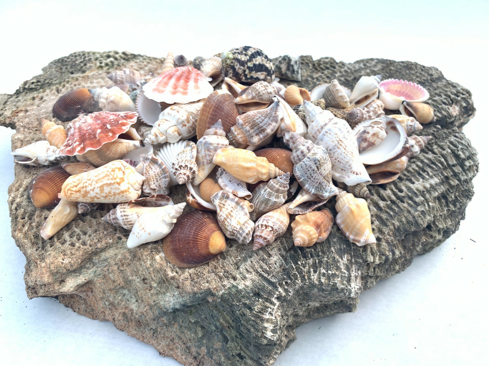 Medium Mixed Seashells Sea Shells Best Price US Seller FREE Ship!