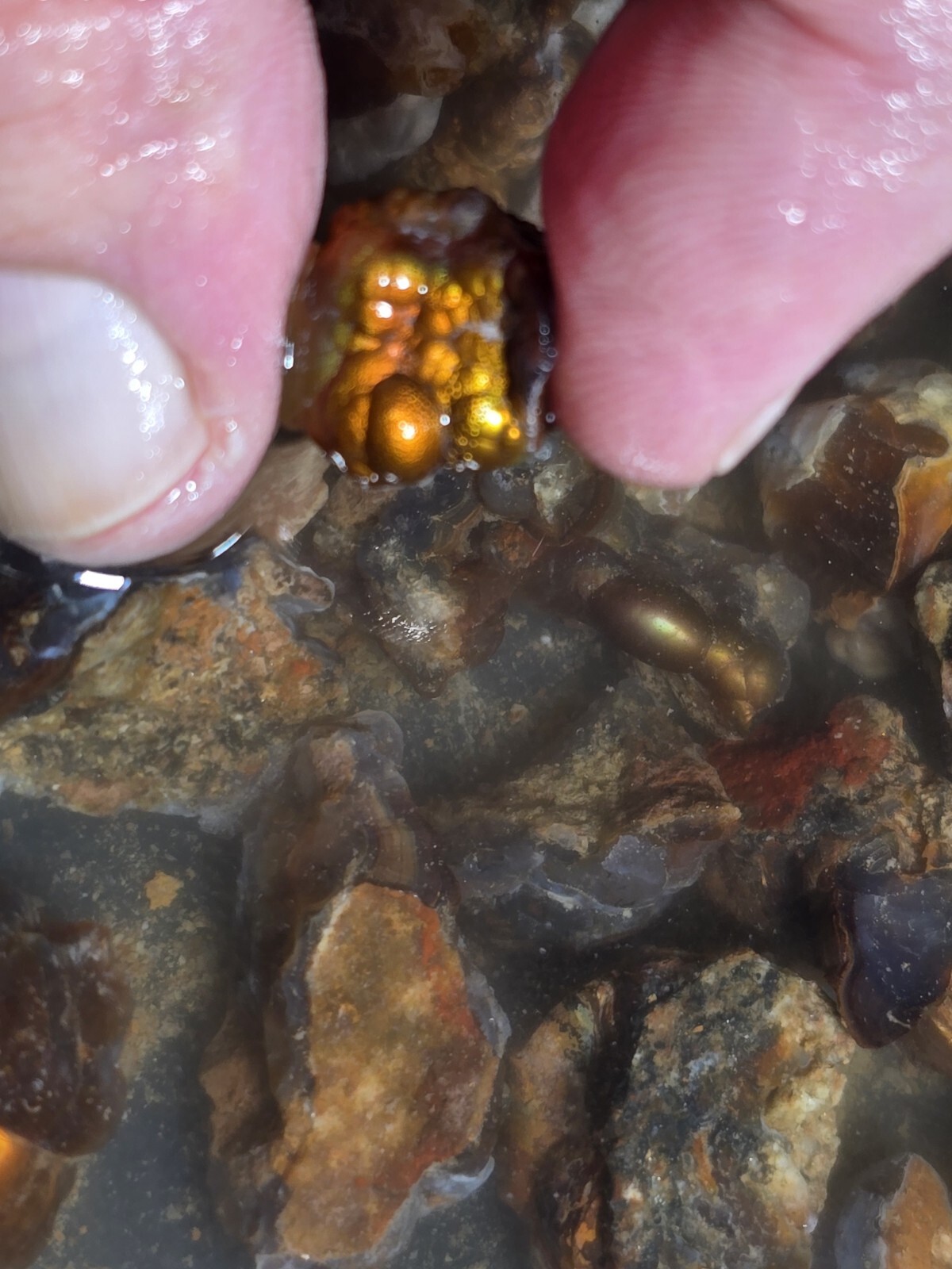 Small but Powerful 2+ Ounce Lots High Grade Fire Agate Very Colorful Blind Grab