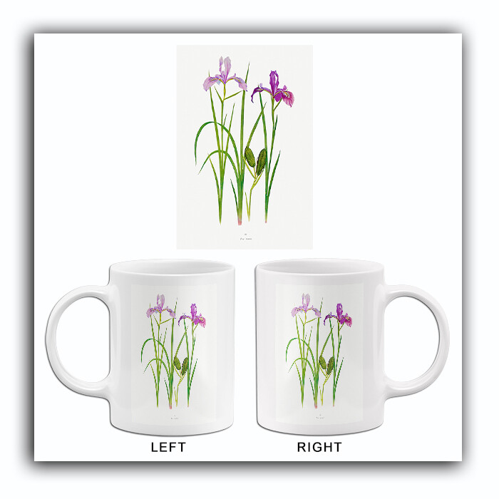 Iris Tenax – 1900’s – William Dykes – Botanical Illustration Mug