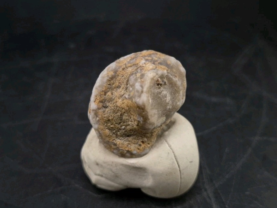 Fossilized Grub Insect 🐝