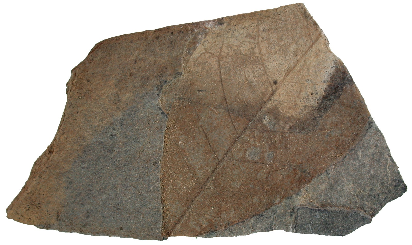 Miocene Very Rare Fossil Leaf From Randecker Maar Insect 5397