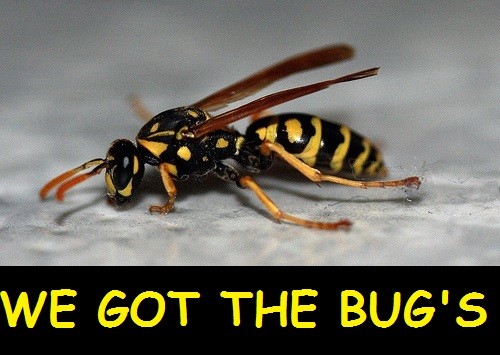 ⭐️⭐️⭐️14 REAL YELLOW JACKET WASP V Pensylanica Dried SPECIMEN INSECT TAXIDE