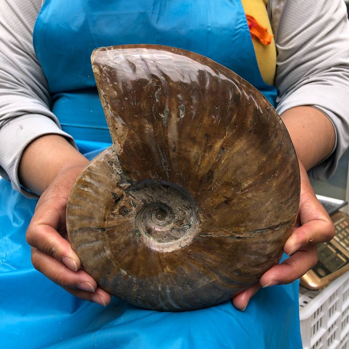 4.09LB Natural Ammonite Fossil Quartz Crystal Specimen Reiki Healing Collection