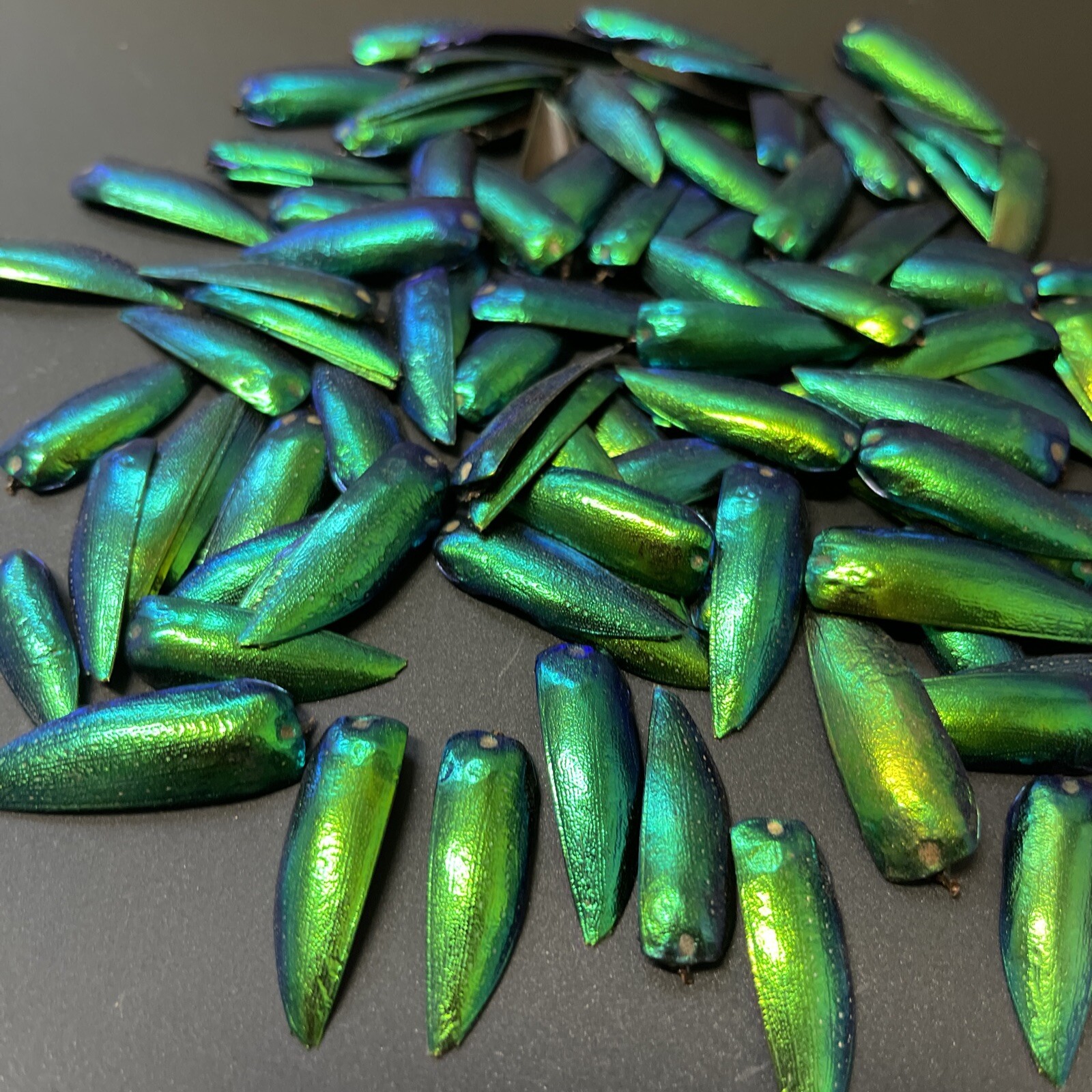 200 DRILLED Green Blue Jewel Beetle Elytra Sternocera Insect wings USA SELLER