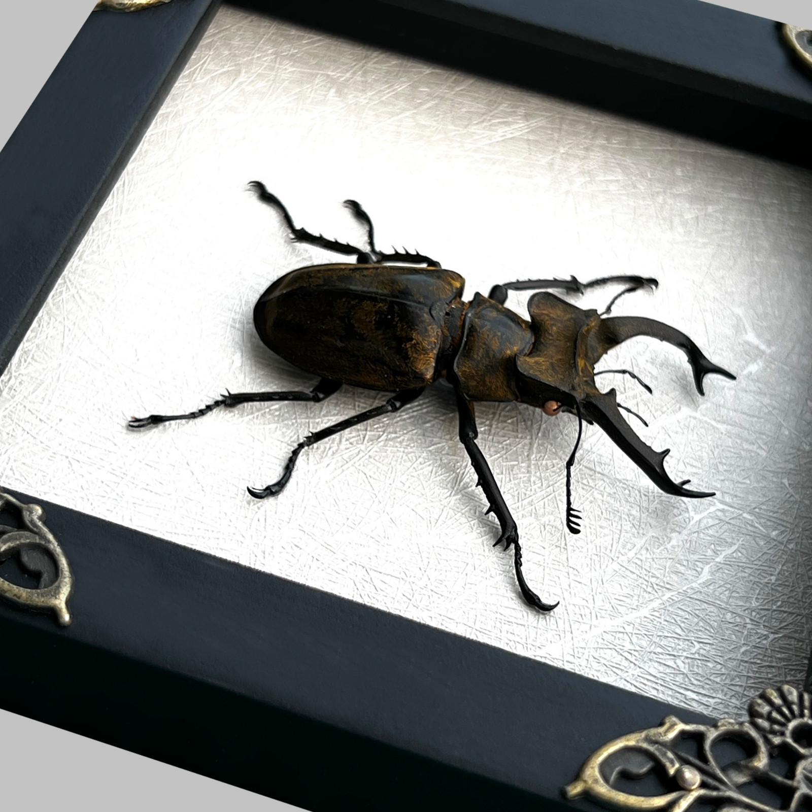 Real Insect Beetle Framed Pinned Bugs Collections Artwork Gift for Kids