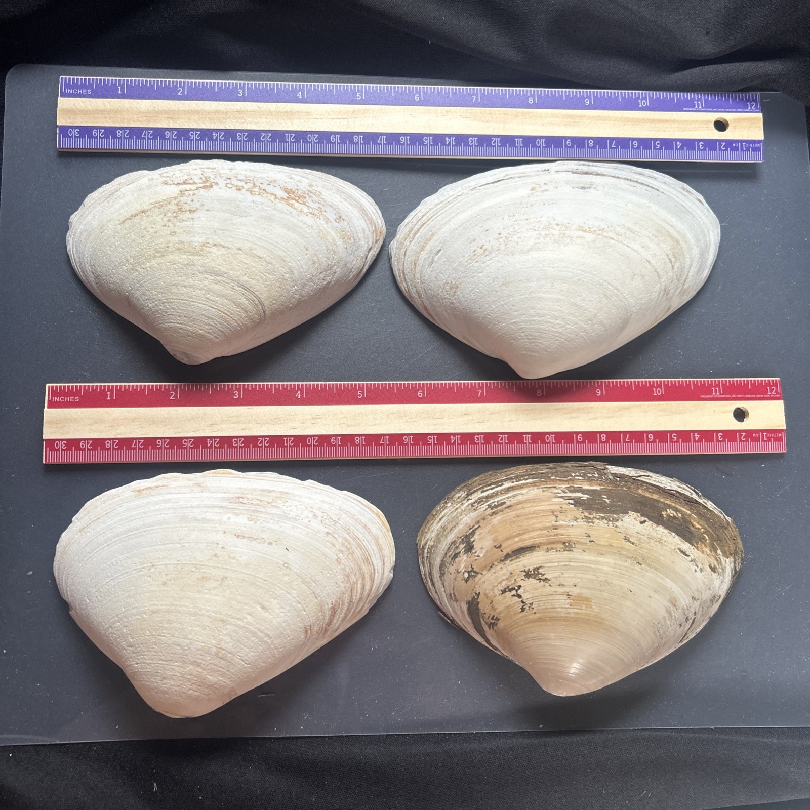 Clam Shell LOT, (4) Sea Clams, Large size crafts, smudging wiccan rituals lot50
