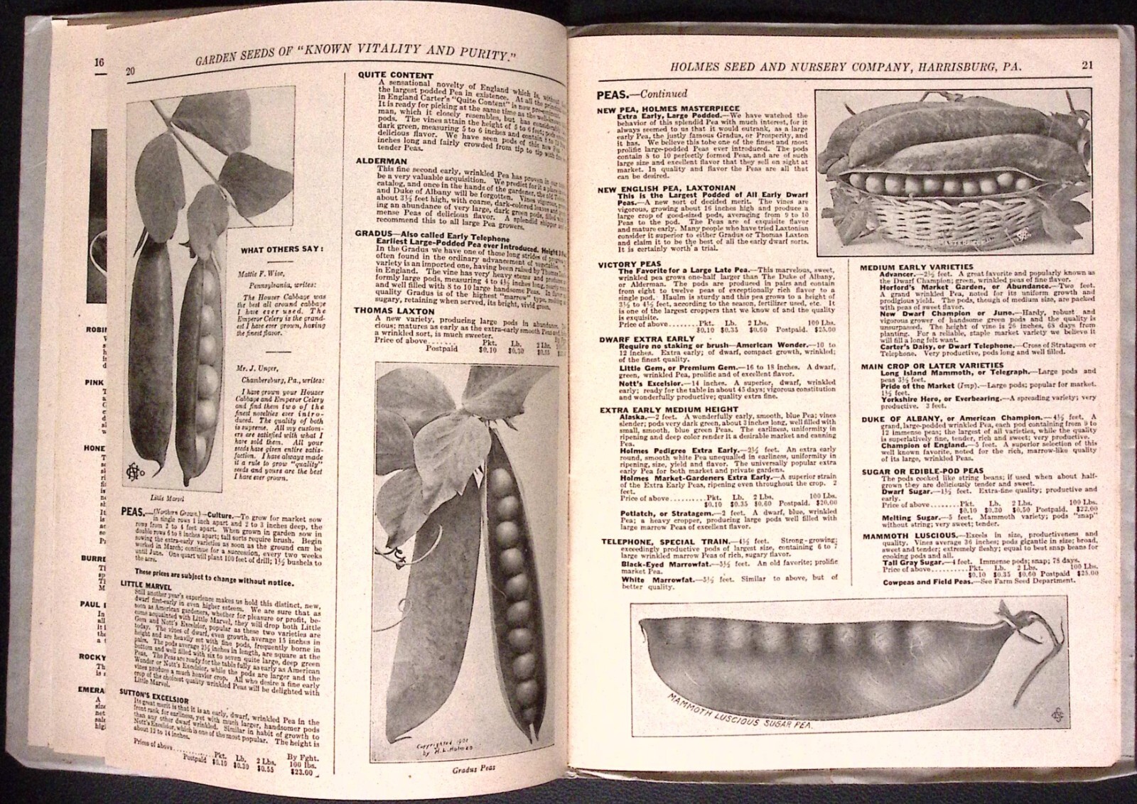 1923 Holmes Seed and Nursery Co Harrisburg PA Seed Catalog Flowers Trees Veggies