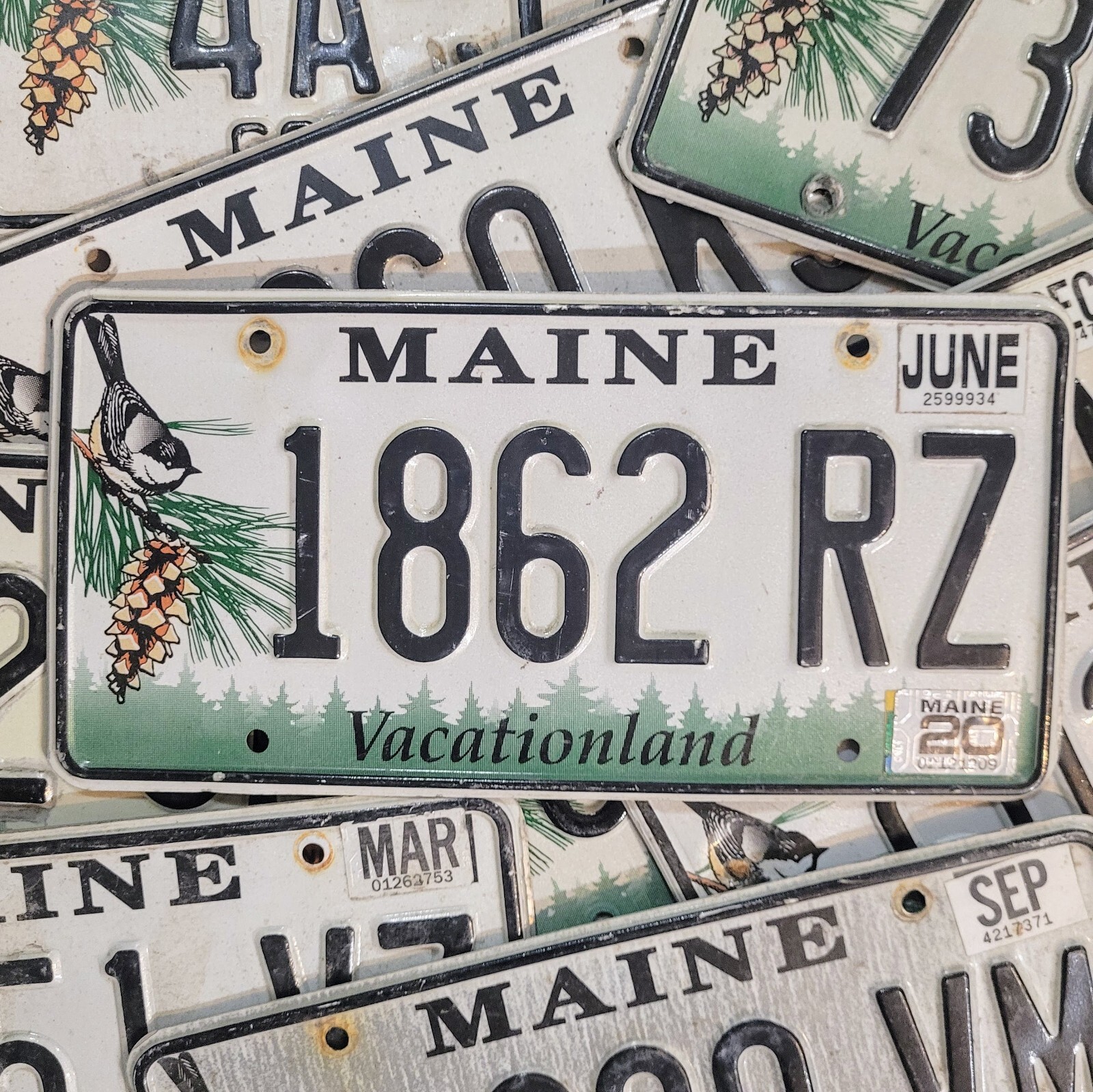 MAINE CHICKADEE LICENSE PLATE 🔥FREE SHIPPING🔥 ~ 1 w/RANDOM LETTERS & NUMBERS