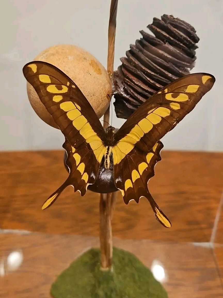 Papilio Swallowtail Butterfly Moth Real Mounted Gift FREE SHIPPING