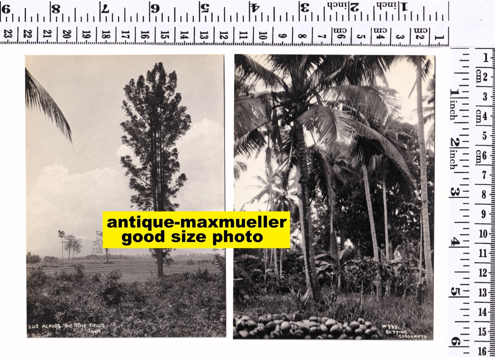 Jawa Java Indonesien Bogor Batavia Netherl India 14x orig photos 1920s good size