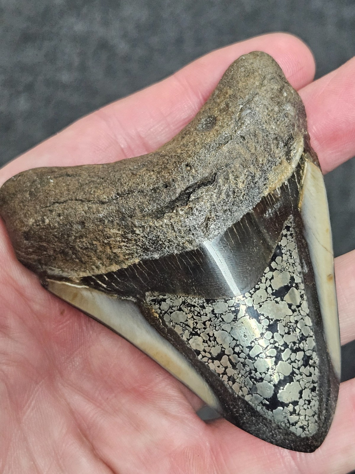 3 3/8″ Pirite Inlayed Megalodon Fossil Shark Tooth Teeth FREE SHIPPING!
