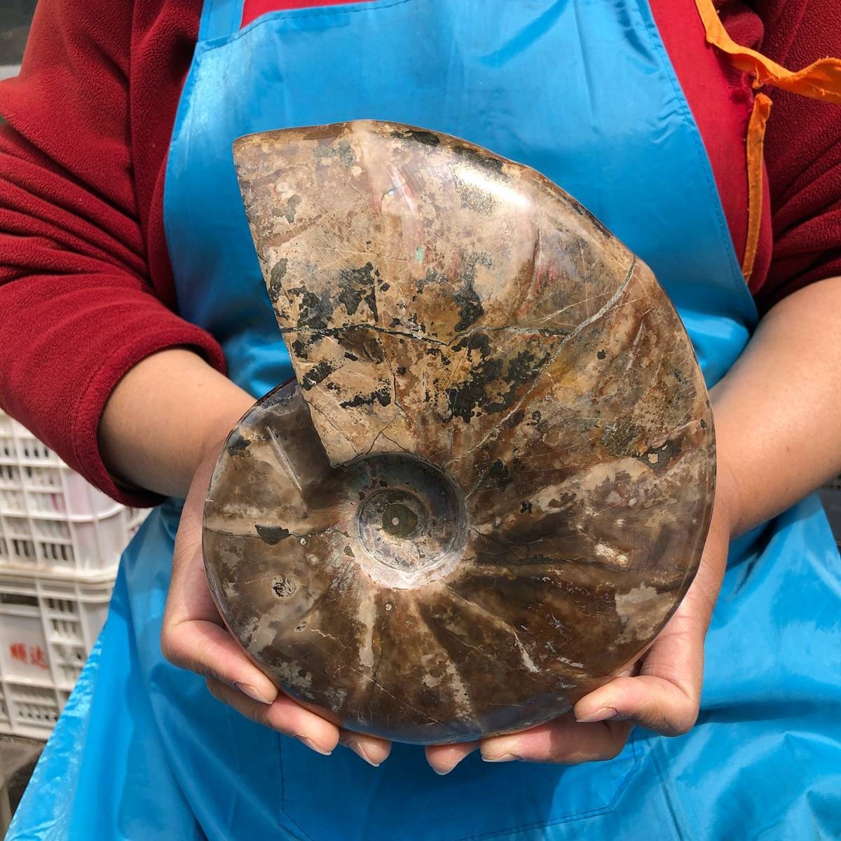 4.55LB TOP Natural Beautiful ammonite fossil conch Crystal specimen heals 4623