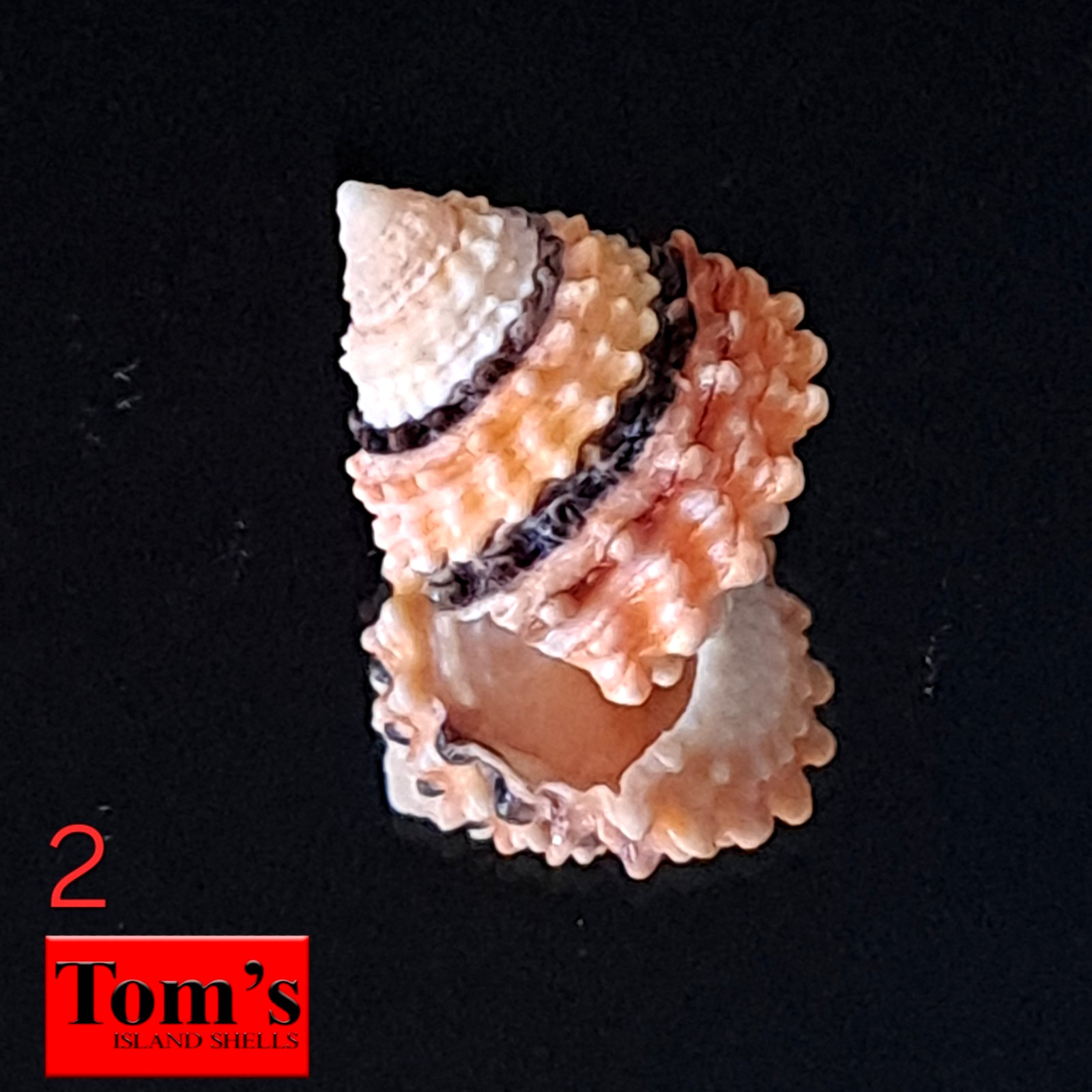 Tectarius coronatus #2 18.2mm ELEGANT GEM BEAUTY from the Philippines