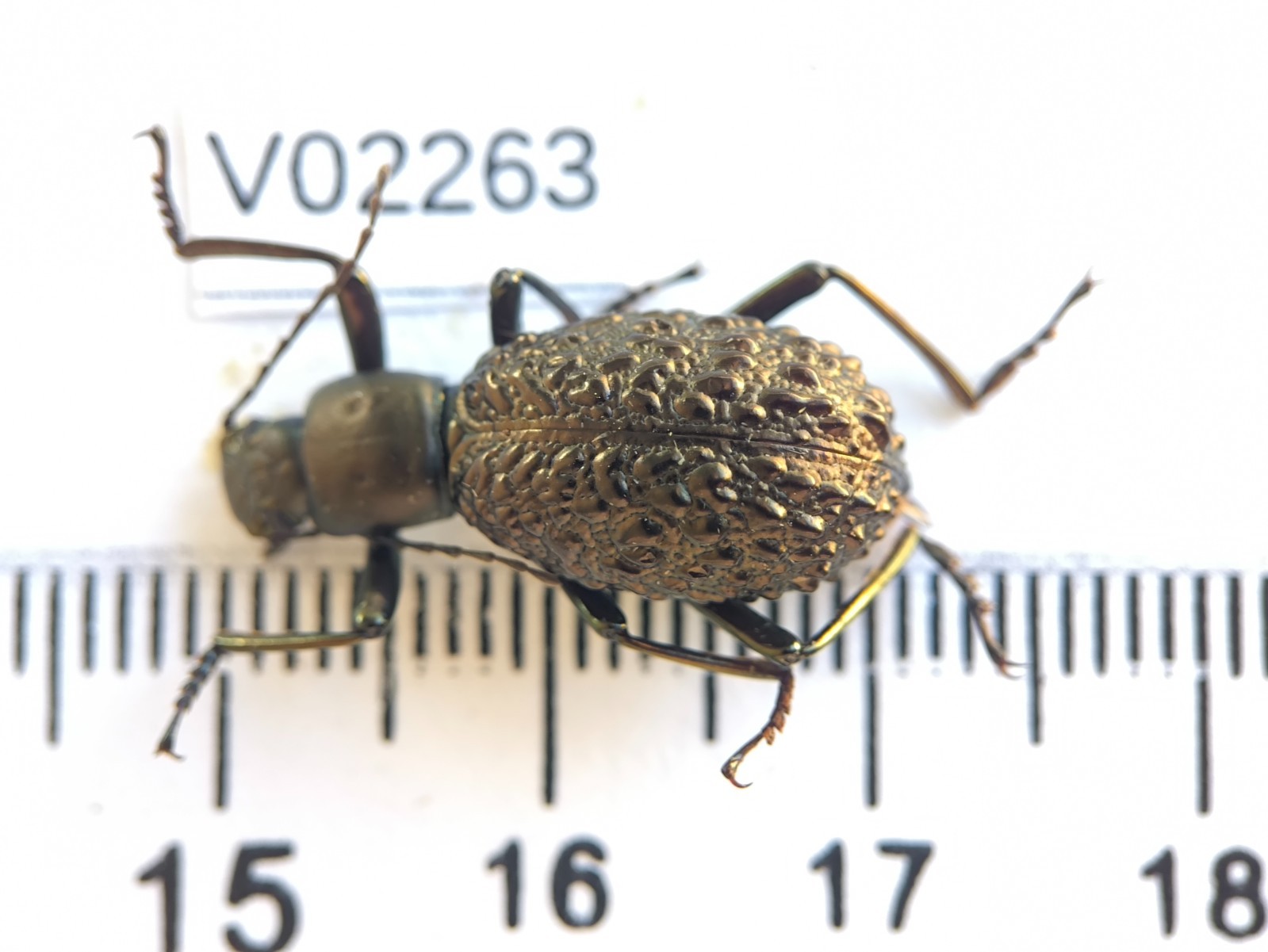 V02263. Insects, Tenebrionidae sp. North Vietnam