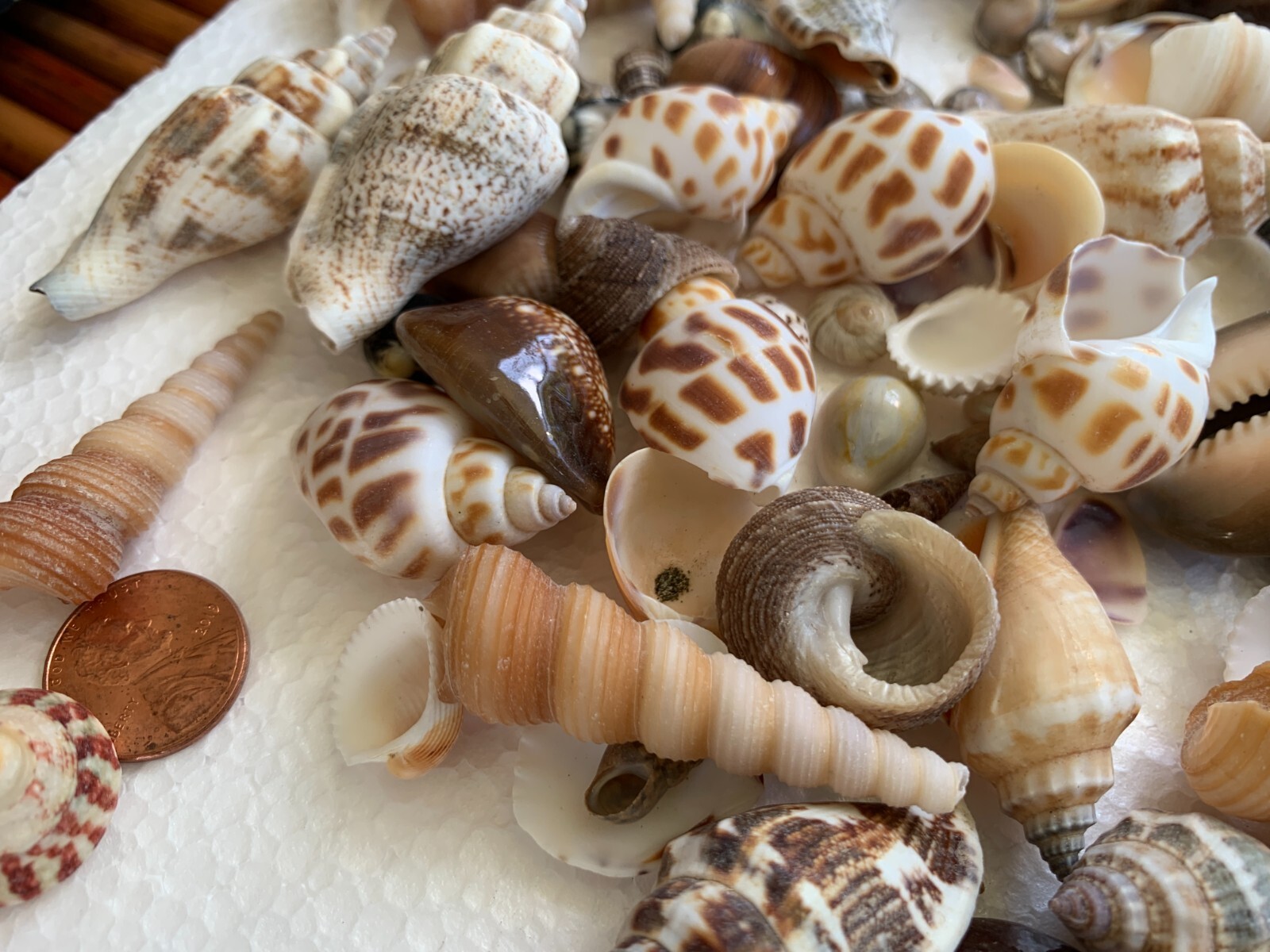 Assorted Mixed Seashells Sea Shells Best Price US Seller FREE Ship!