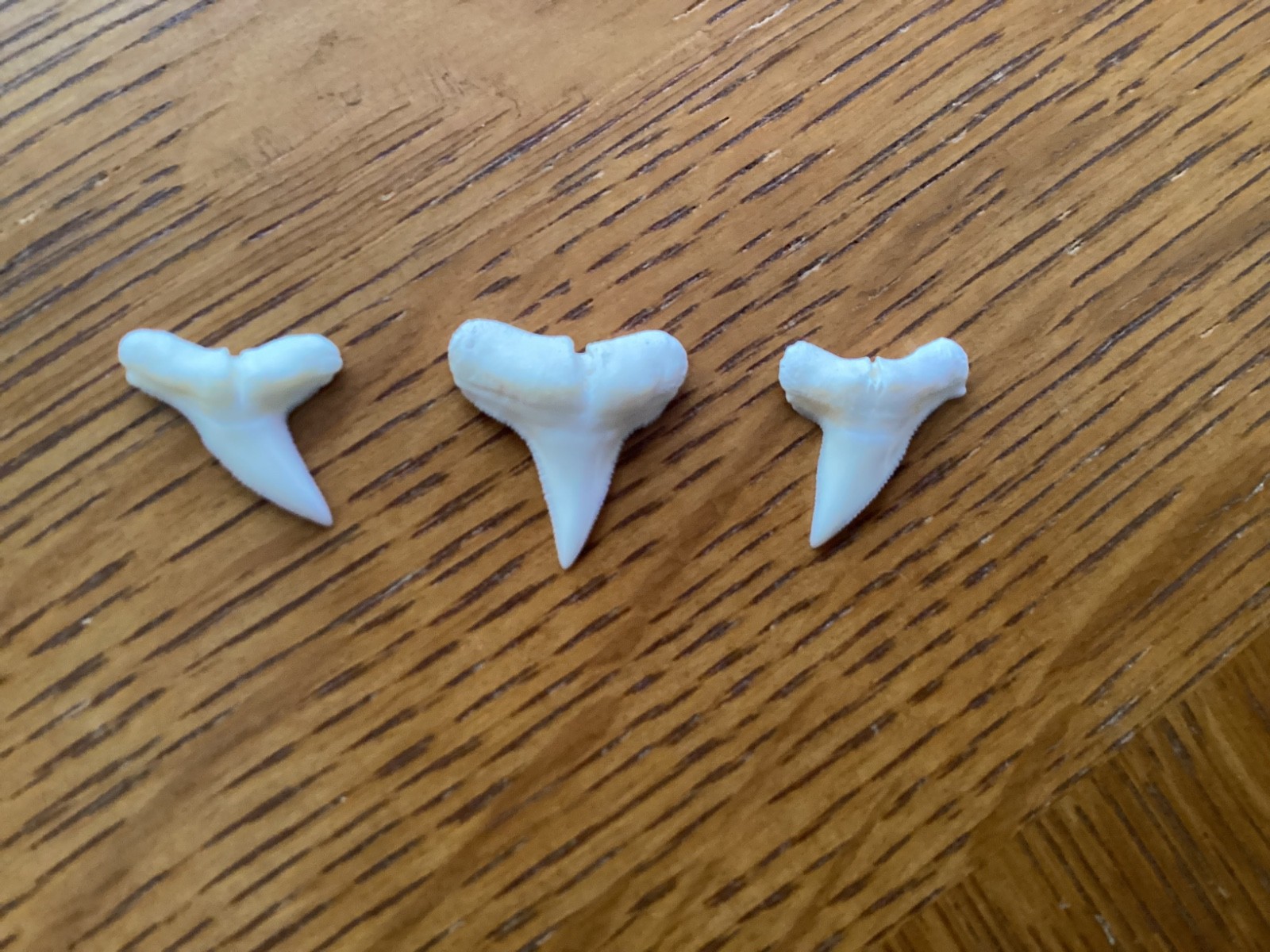 3 Excellent Hammerhead shark teeth – Modern day – 3/4″ – Free shipping !
