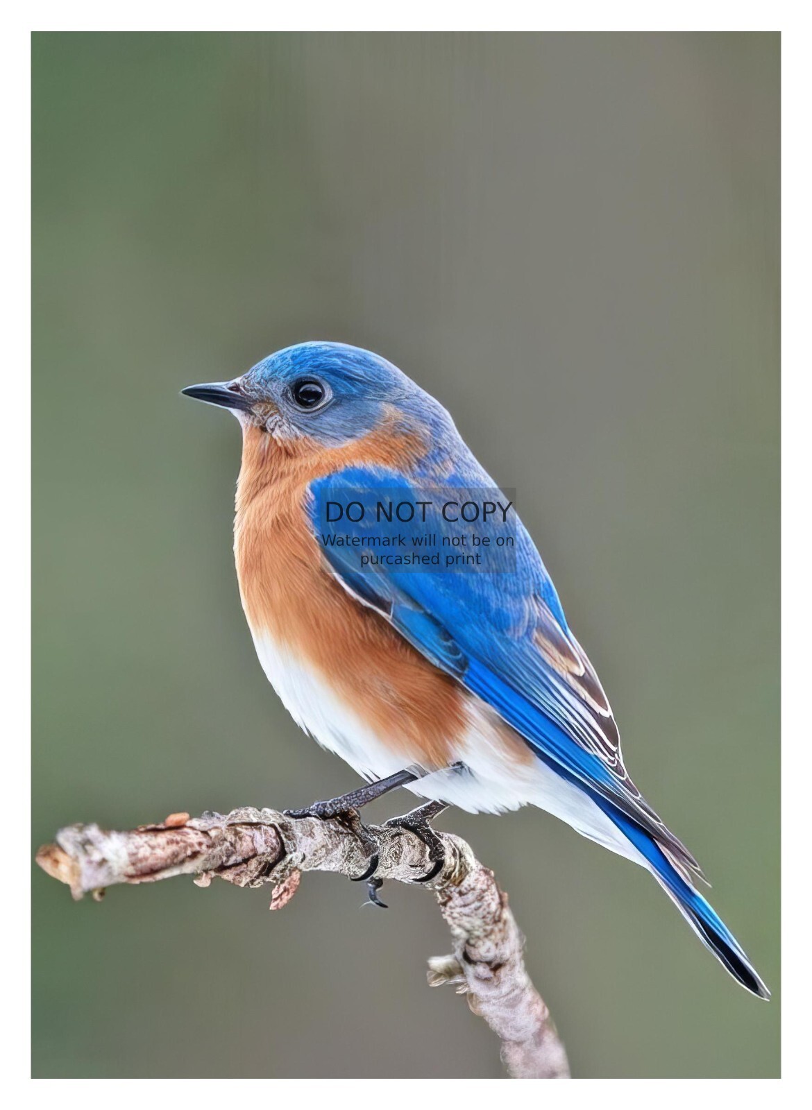 EASTERN BLUEBIRD GORGEOUS WILDLIFE BIRD 5X7 PHOTO