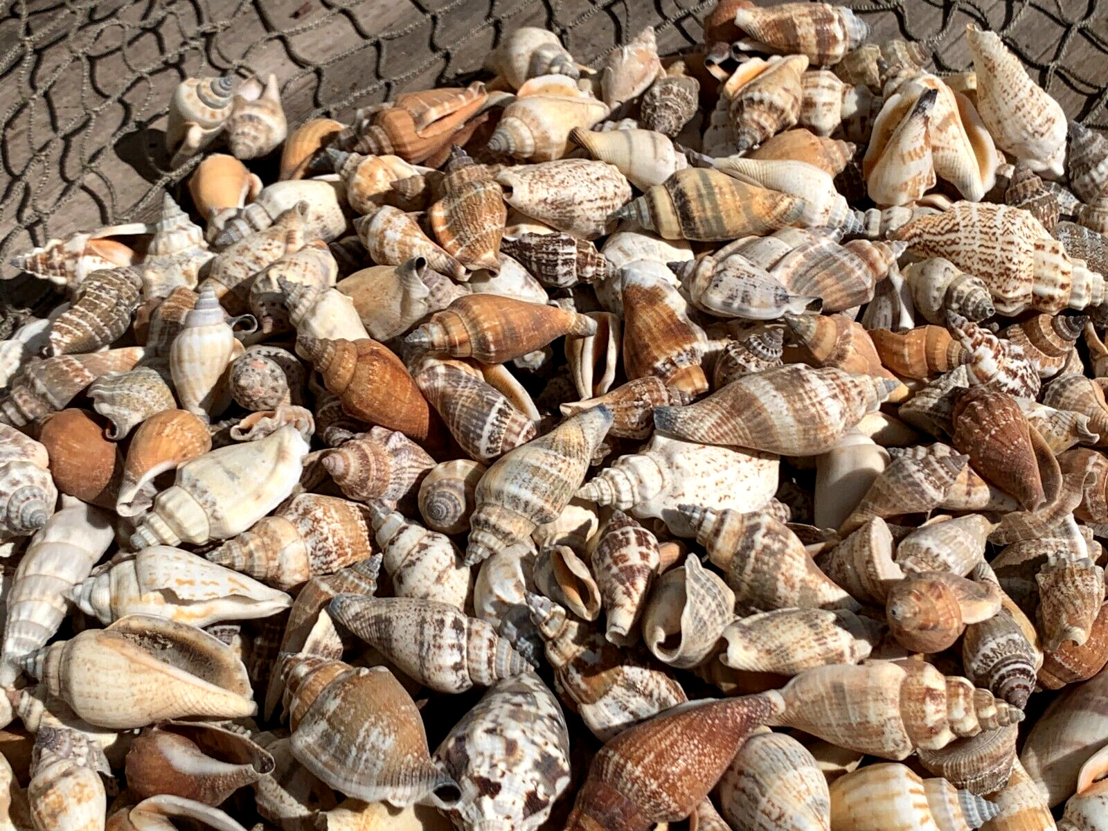 200+ Brown Chula Seashells Sea Shells Best Price 2+ lbs FREE Ship!