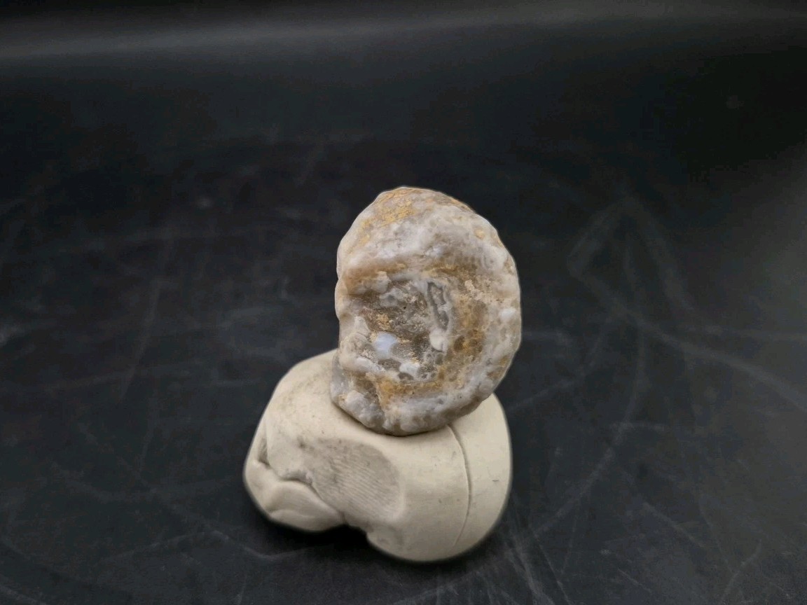 Fossilized Grub Insect 🐝