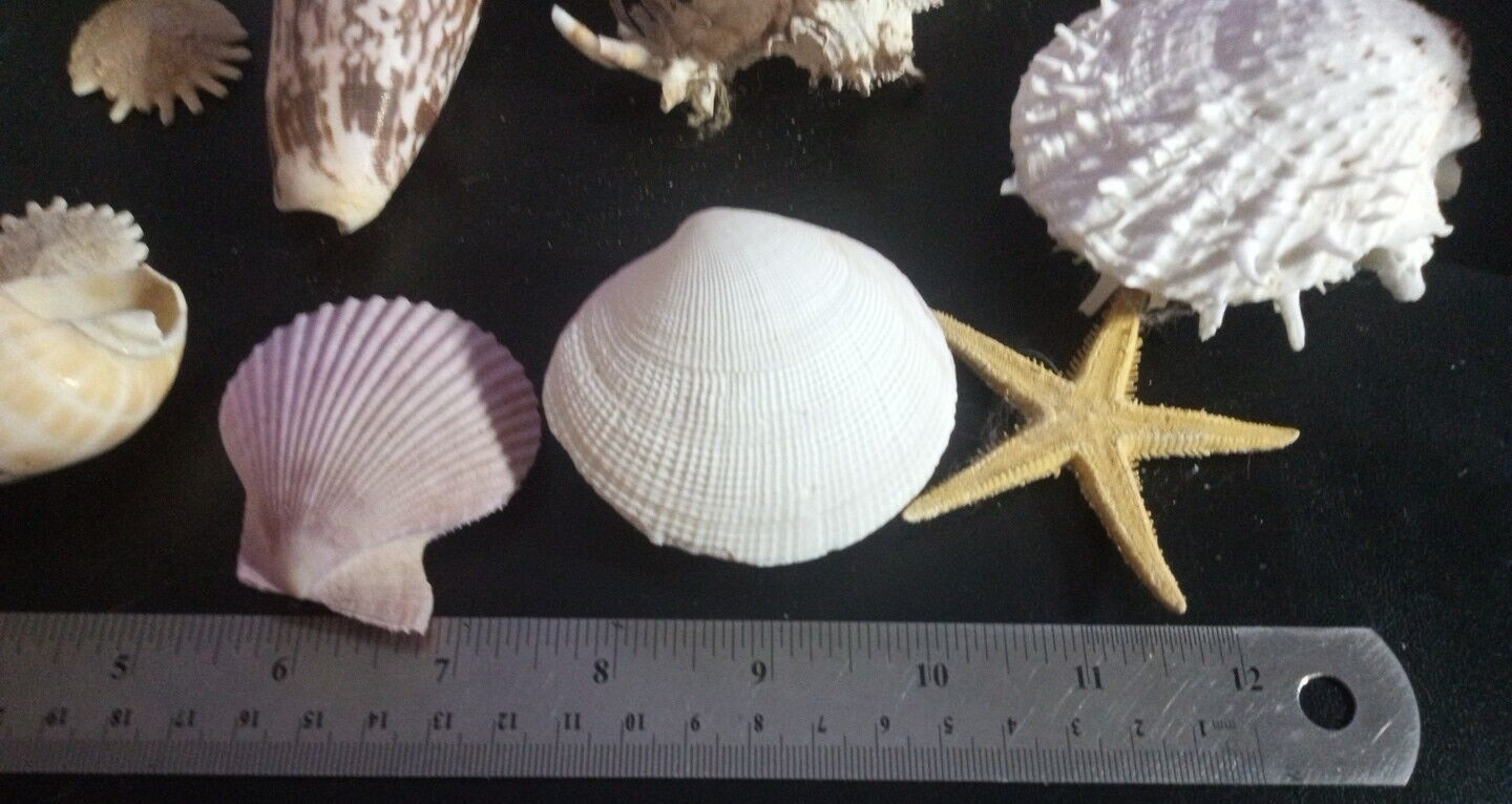 Natural Beach Mixed SeaShells sizes range from approximately 1″ to 7″