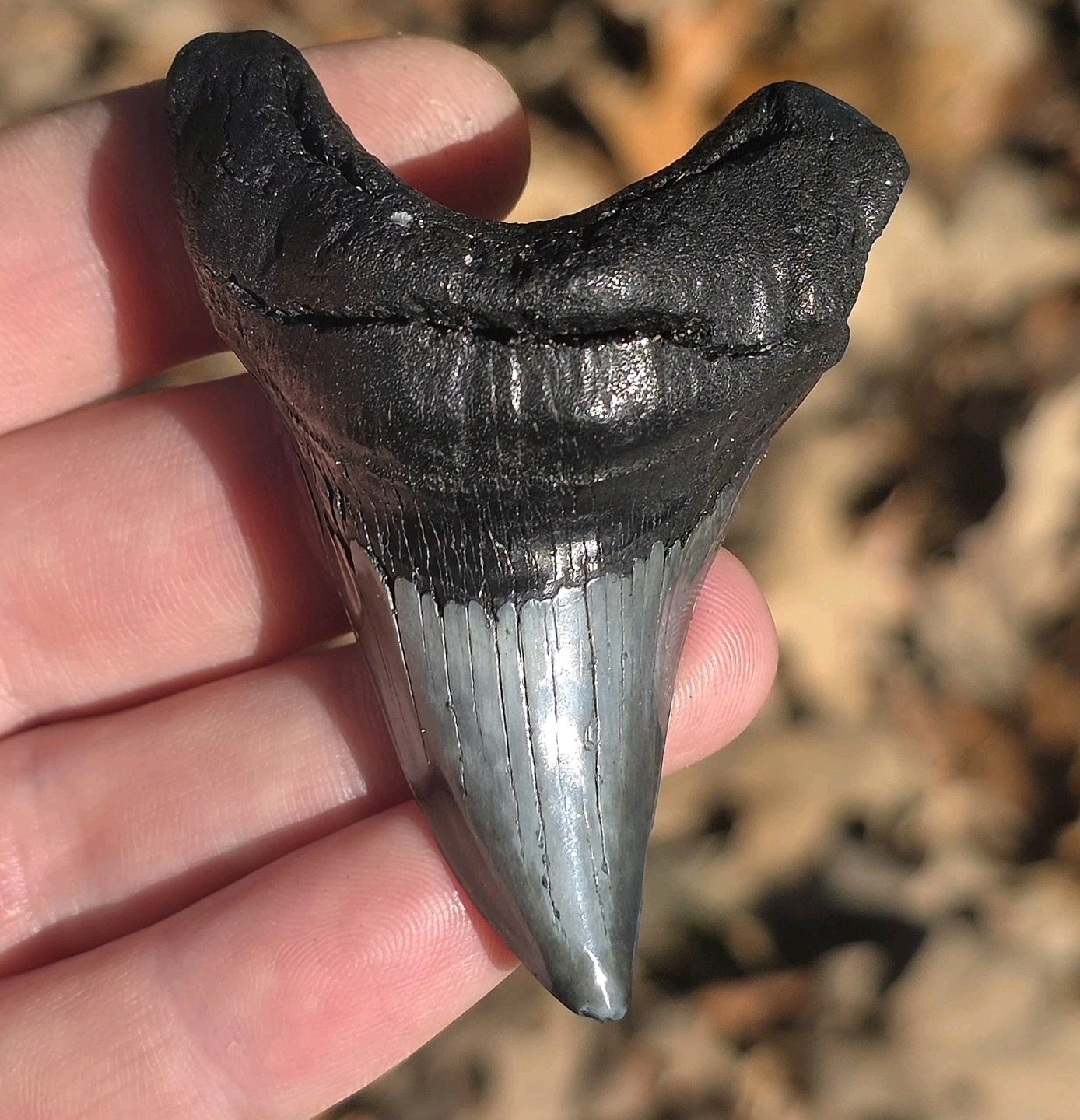 RARE! Parotodus Benedini Shark Tooth Fossil 2.68″ Megladon Era
