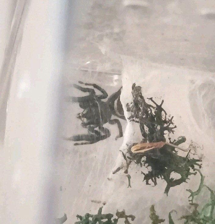 Red Back Johnson Jumping Spider Spider. Juvenile Spider ( Male )