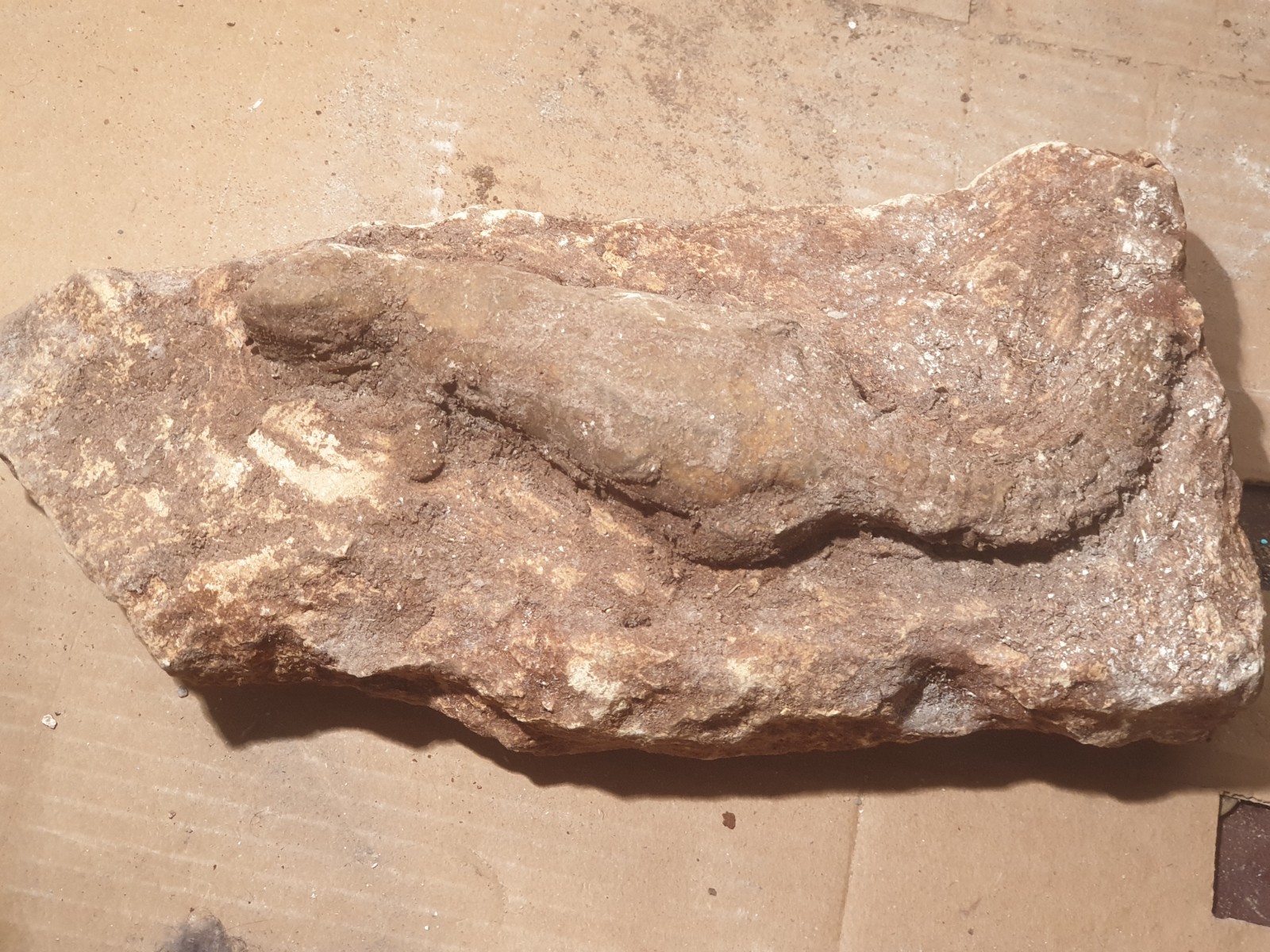 Authentic Prehistoric Fossil Lizard – Rare Reptile Specimen – Millions of Years