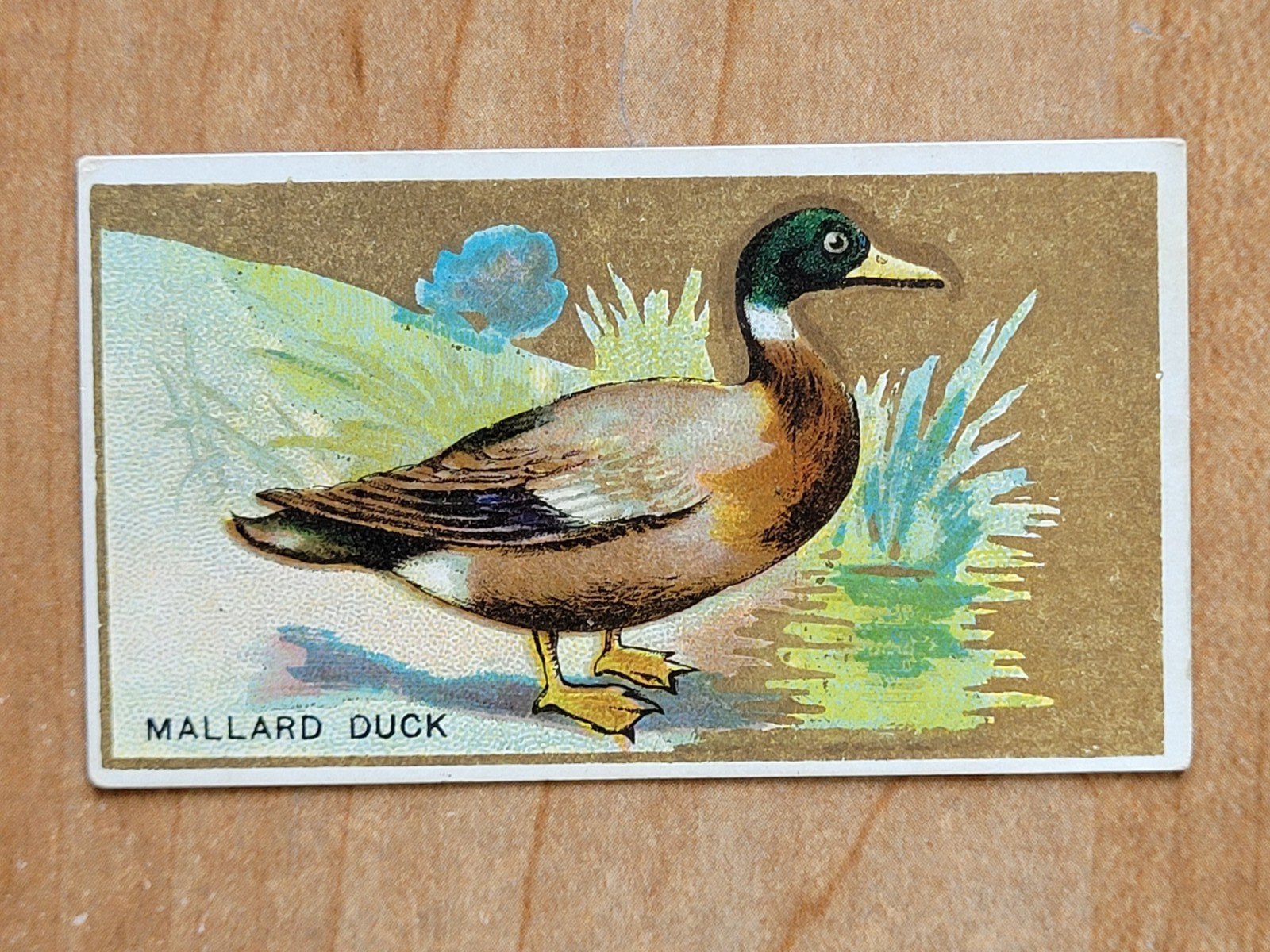 1910 T42 Bird Series White Border Mallard Duck Piedmont Back