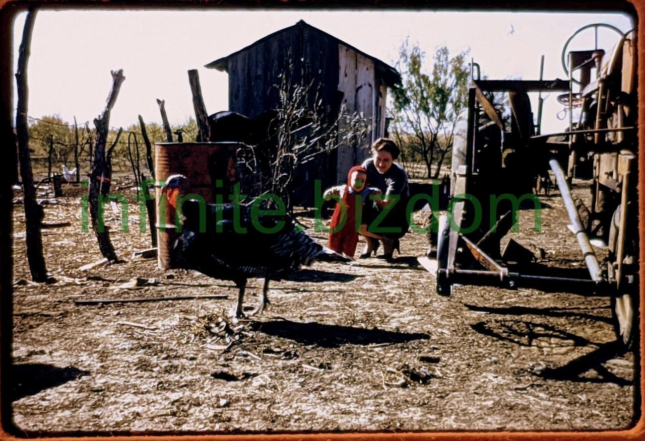 Thanksgiving Turkey on the Farm & Baby 1956 – Original 35mm Kodachrome Slide