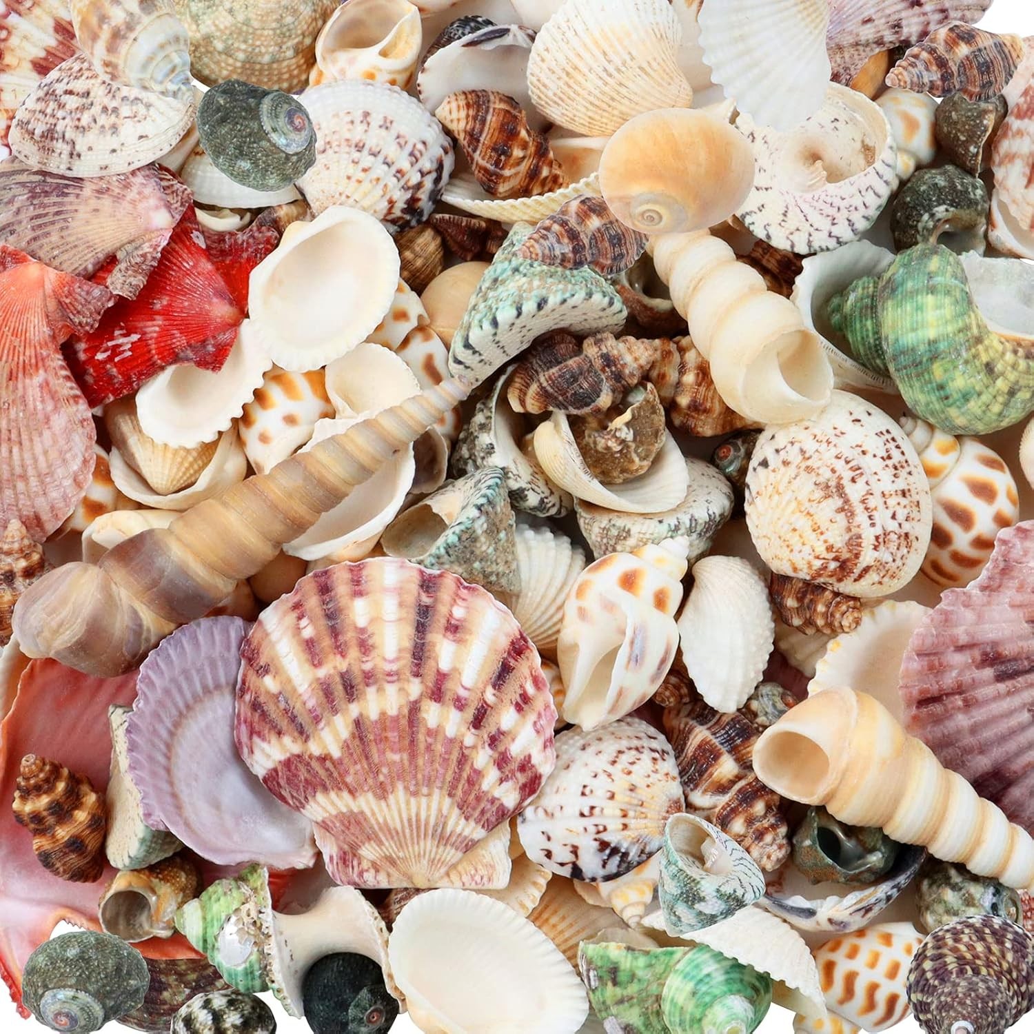 200 Pcs Sea Shells Bulk Mixed Ocean Beach Seashells for , Various Sizes Natur…