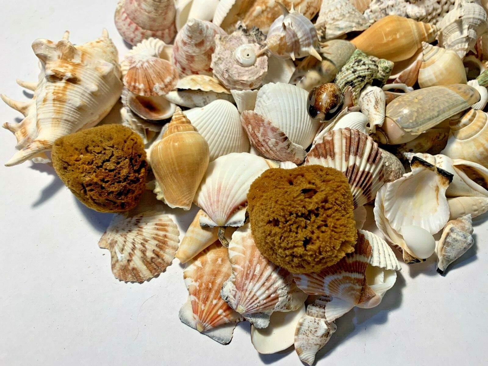 3 lbs. Large Indo Seashells Sea Shells Best Price FREE Ship!