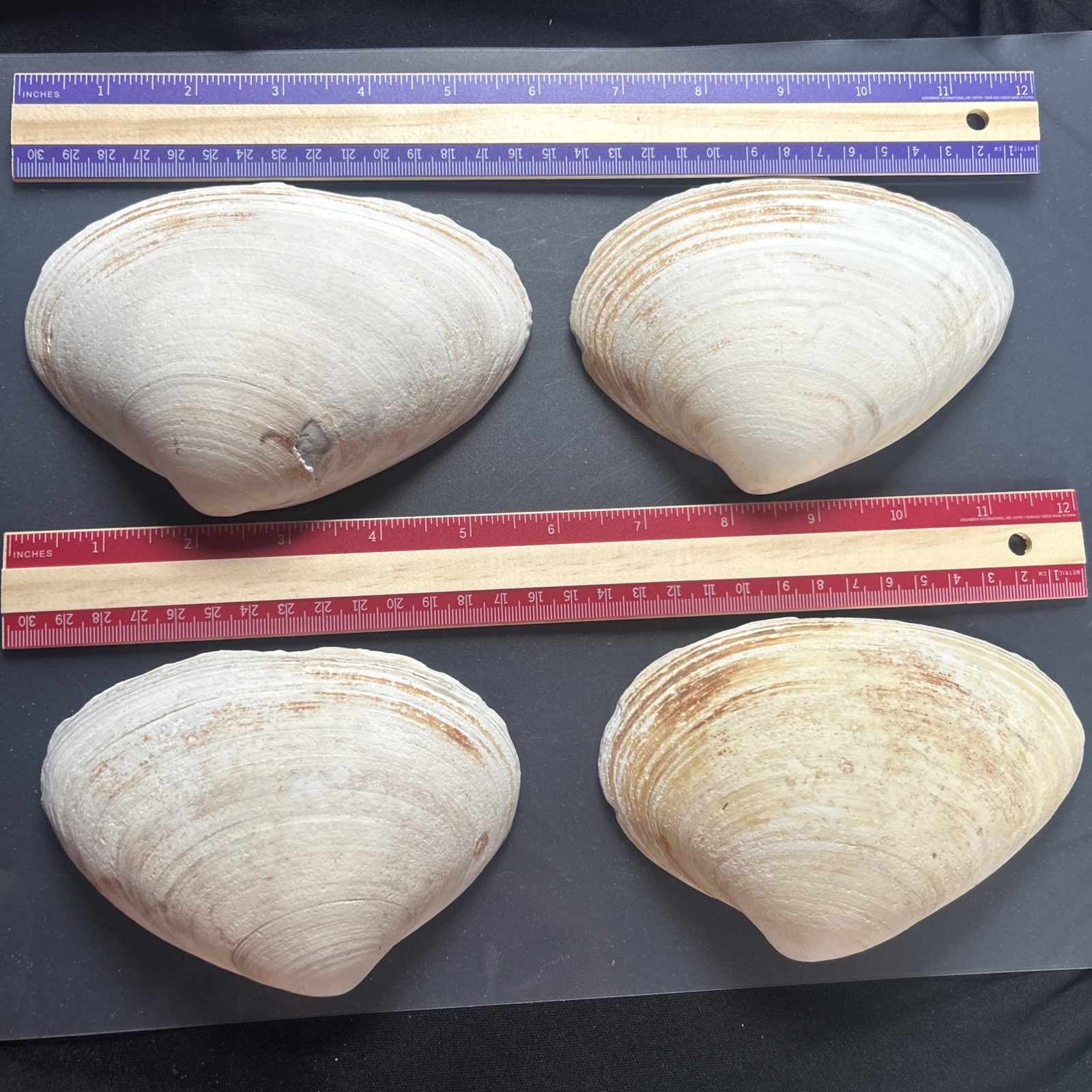 Clam Shell LOT, (4) Sea Clams, Large size crafts, smudging wiccan rituals lot47