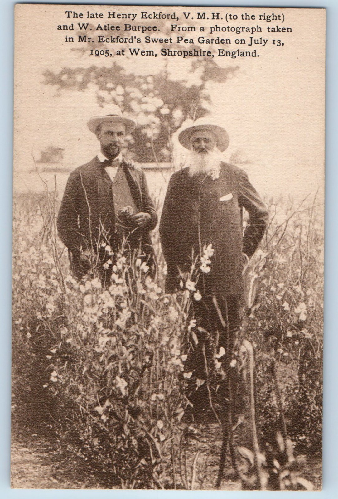 Wem England Postcard Mr. Eckford’s Sweat Pea Garden W. Atlee Burpee 1905