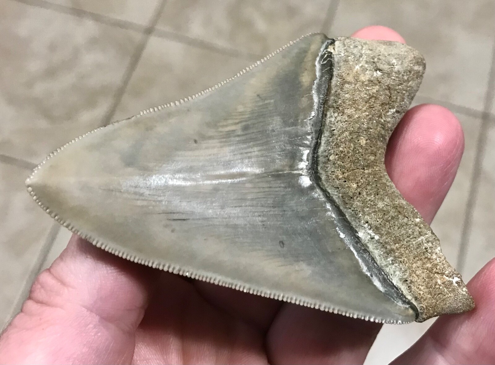 EEEELEGANTLY RARE – 3.54” – B. VALLEY – MEGALODON SHARKTOOTH FOSSIL