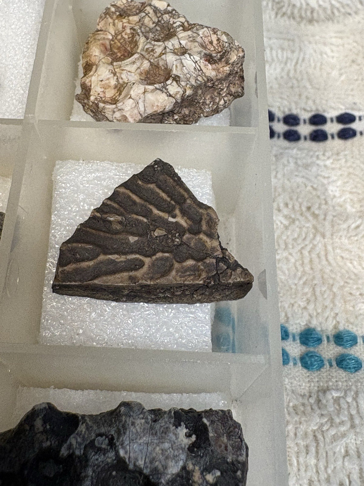 ☘️RR⛏️: 21 Excellent Triassic Fossils In Display Case, NE Arizona, Pre-Dino, 🦖