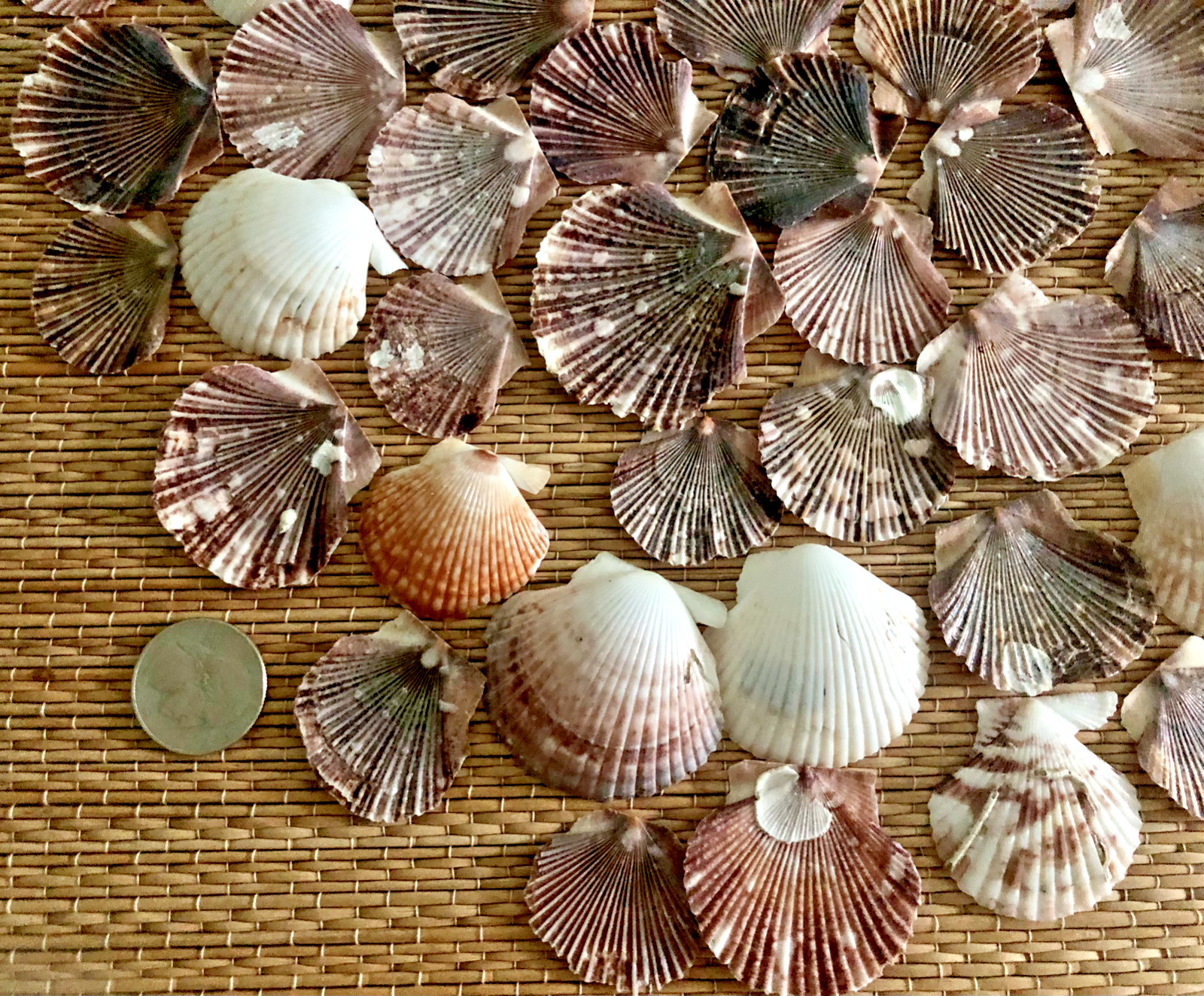 60+ SLIGHTLY IRREGULAR SCALLOP & PECTIN SEA SHELLS – 1-1/8″ TO 1-3/4″ TALL