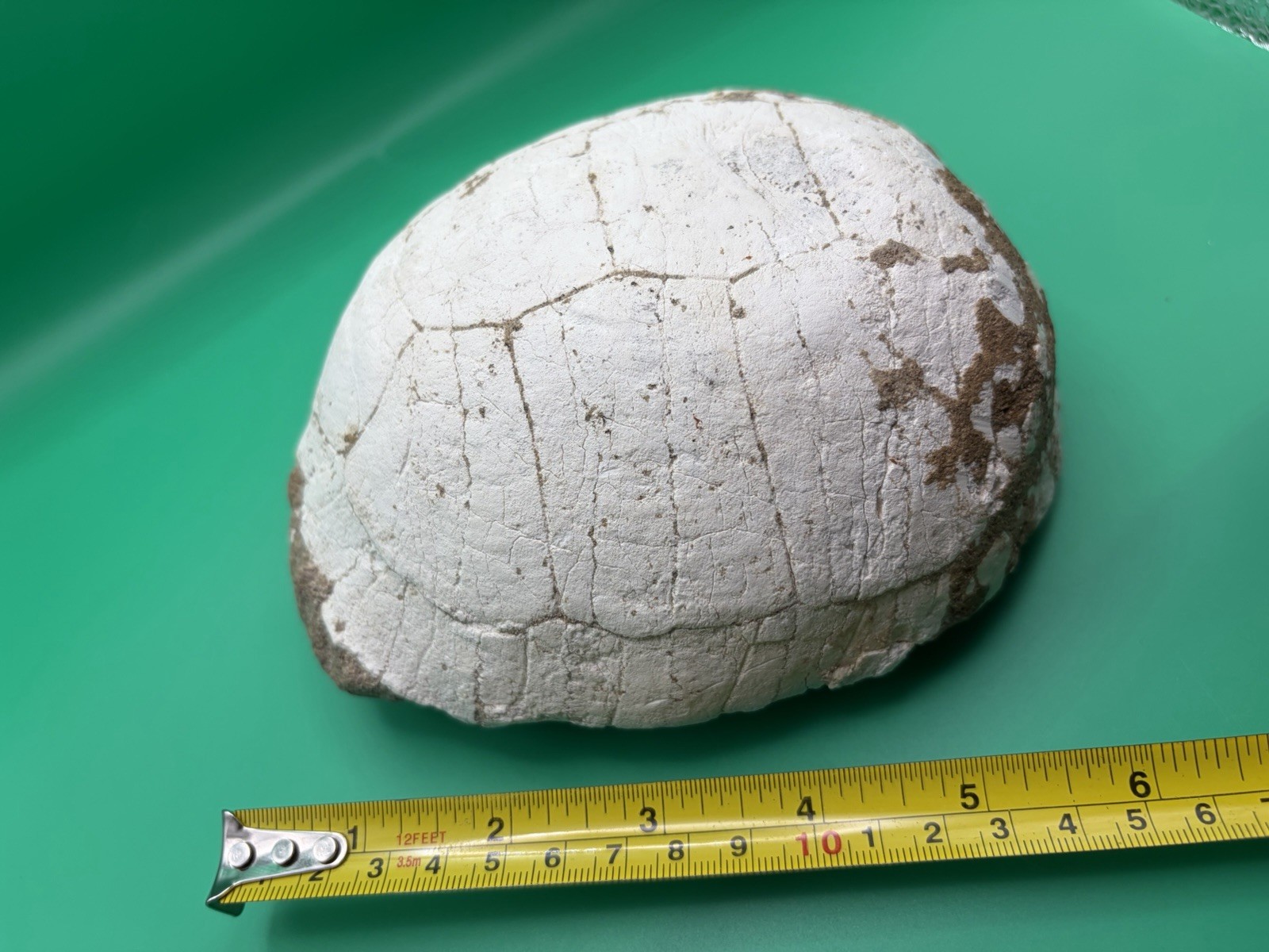 Turtle Shell Fossil High Quality – Unknown Locality