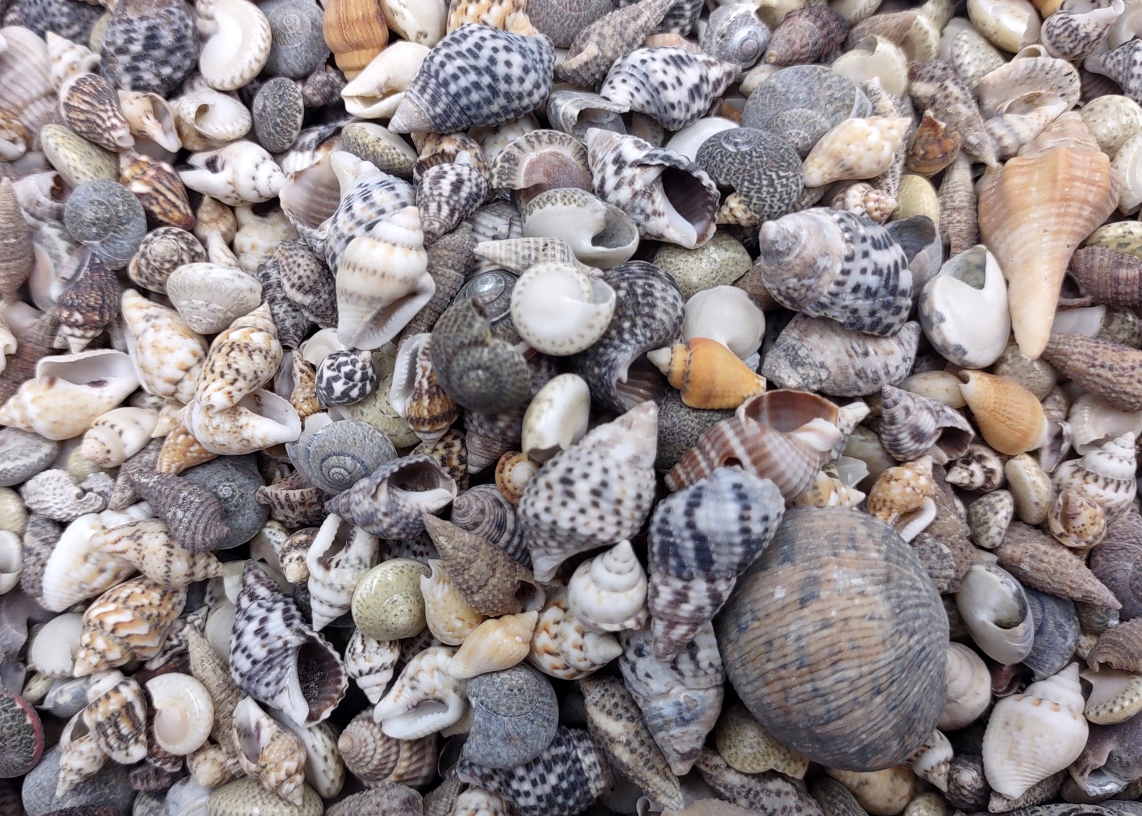 Extra Tiny Seashell Assorted Ocean Mix (approx. 1 kilogram shells 0.25+ inches)