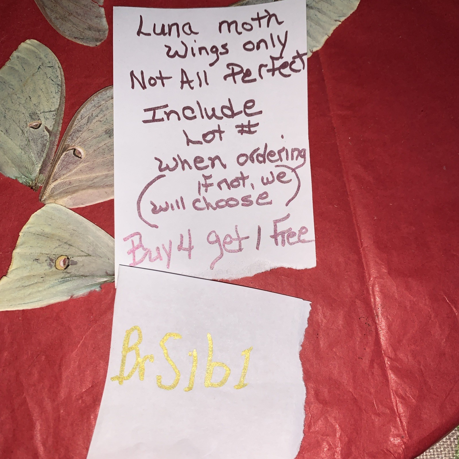 1 Set Green Luna Moth Wings Collected After Bat Attack 😞 Buy 4 Get 5th Free