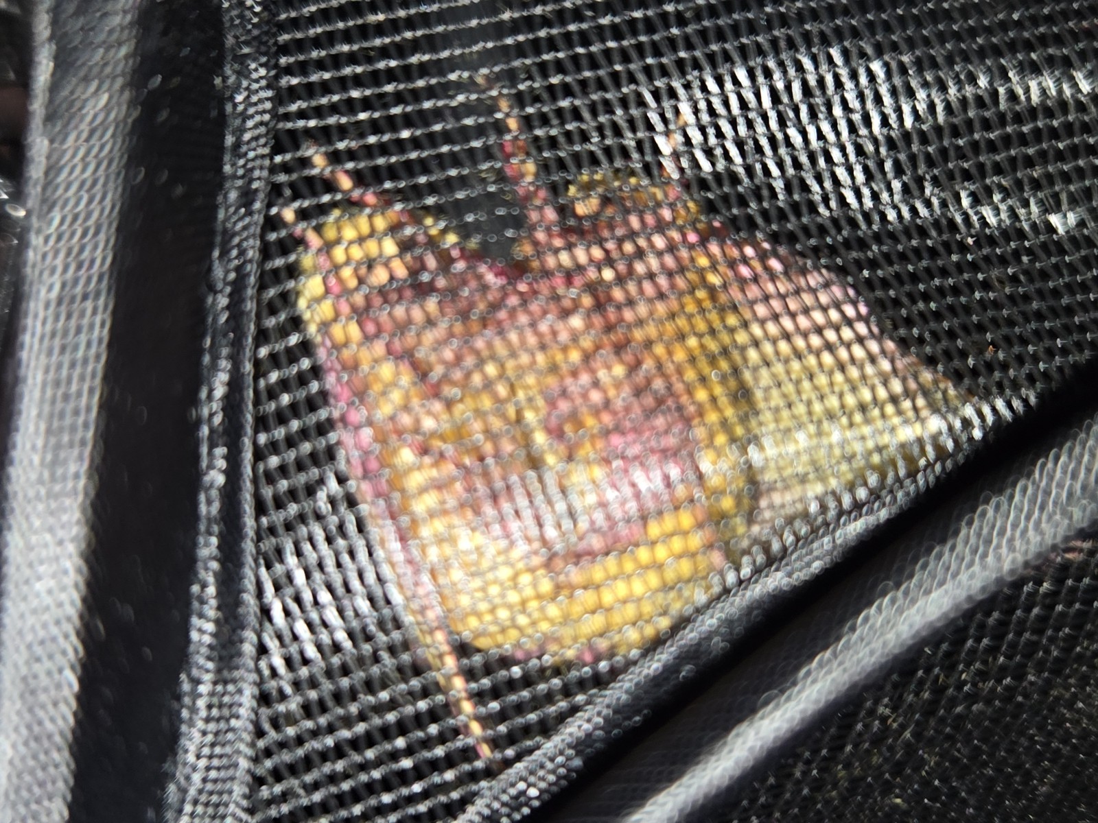 5+Rosy Maple Moth Eggs/ova Live Feeder