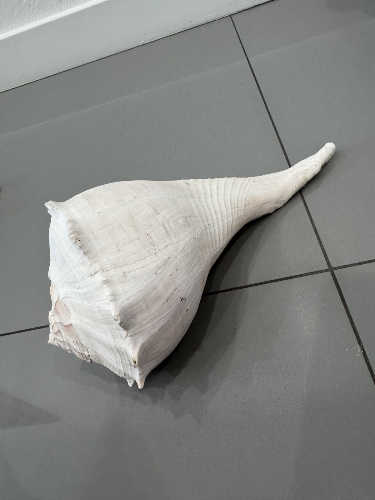 Large Florida ~Lightning Whelk Hand Collected Shell Excellent X